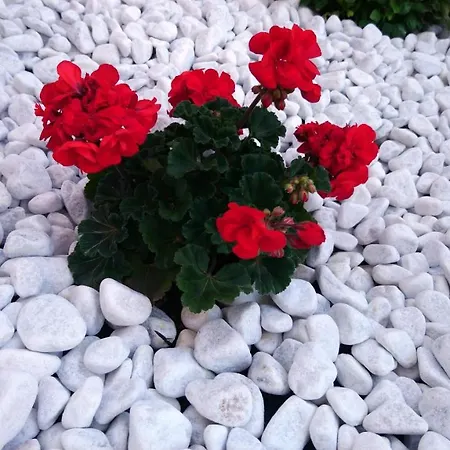 Slavica Apartment